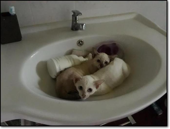 Cleo and Sheba BEFORE with border and drop shadow